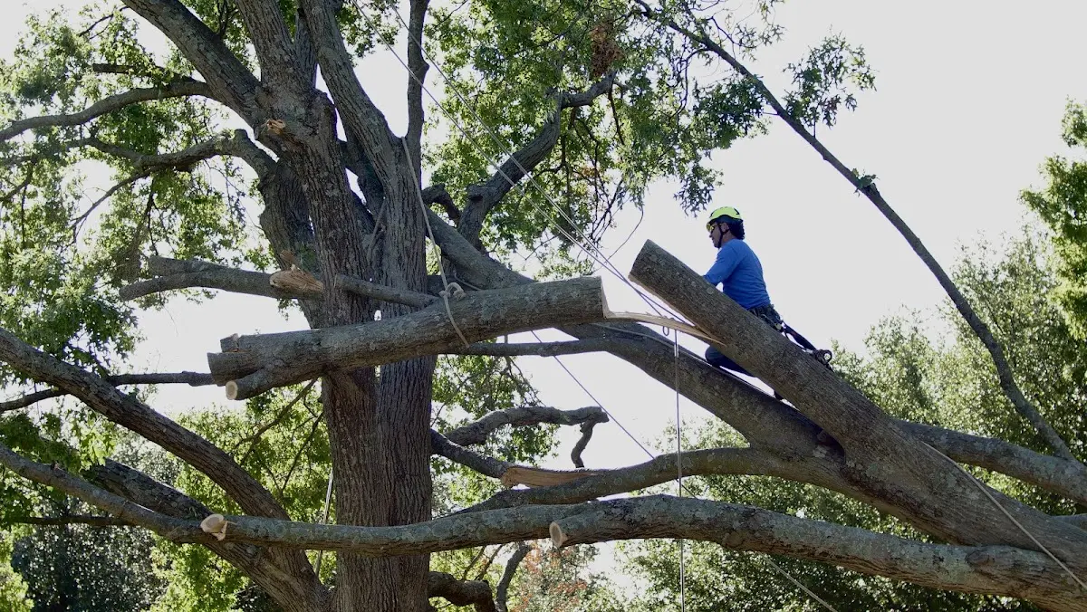 Professional Crown Thinning performed by certified arborists in Lester