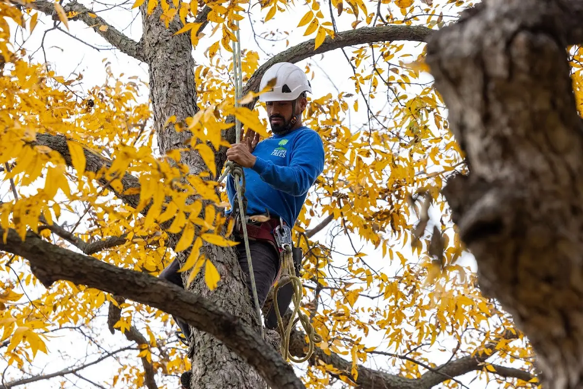 Skilled Tree Trimming crew working in Lester